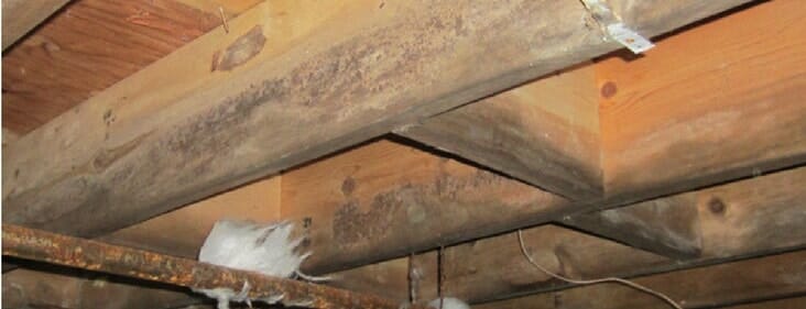 How To Remove Mold From Crawl Space Yourself: Step-by-Step Guide For Homeowners