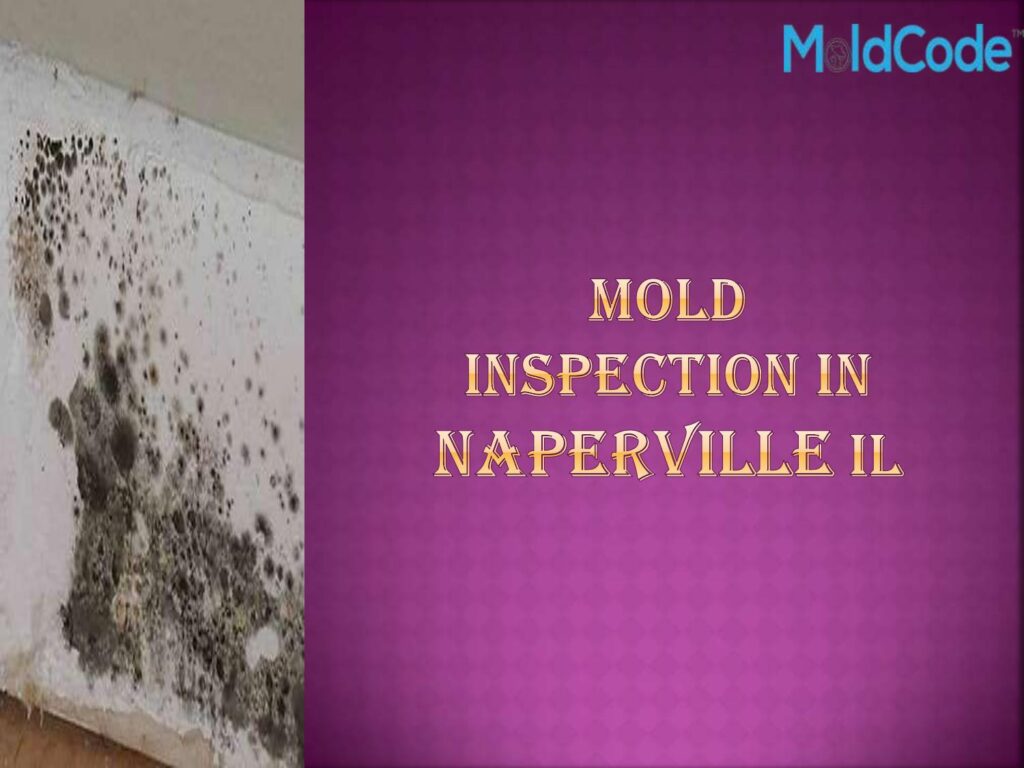 Mold Inspection Naperville IL: Understanding The Importance Of Professional Assessments