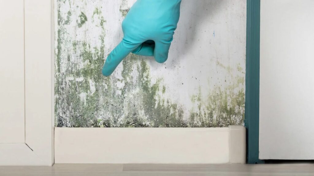 Are There Any Health Risks Associated With Mold Exposure In Garland TX Homes?