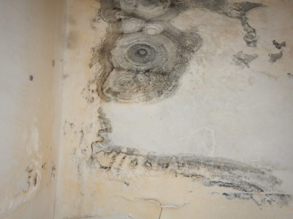Are There Any Health Risks Of Mold Exposure In Miami Beach Homes?