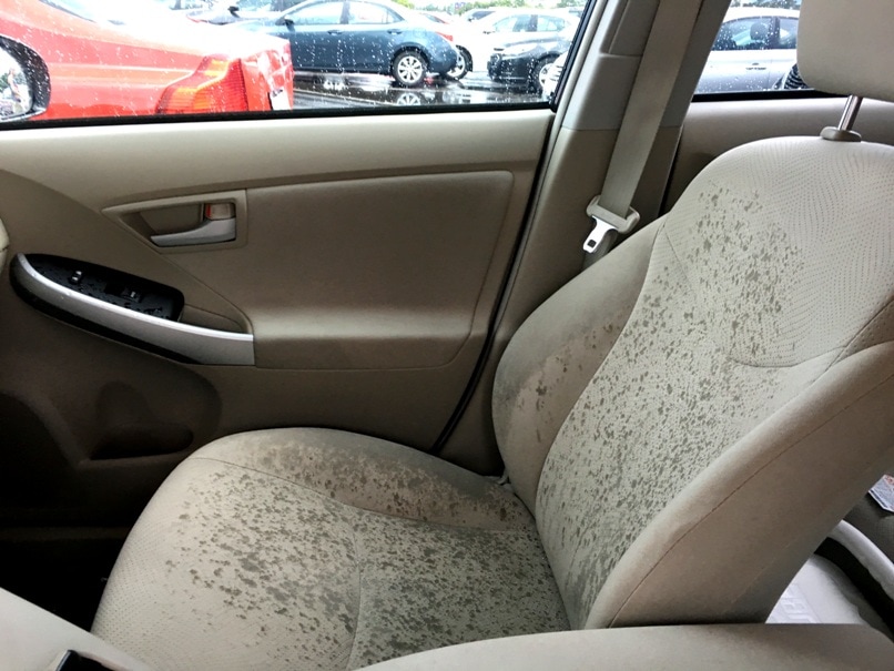 Are There Any Natural Methods To Remove Mold From Car Interior?