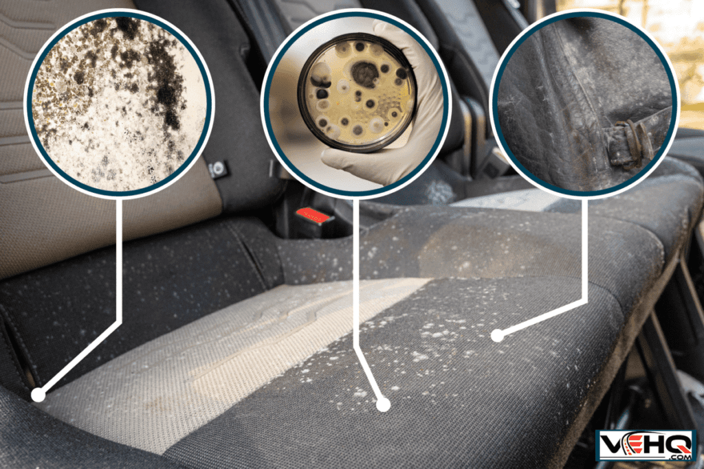 Are There Any Natural Methods To Remove Mold From Car Interior?