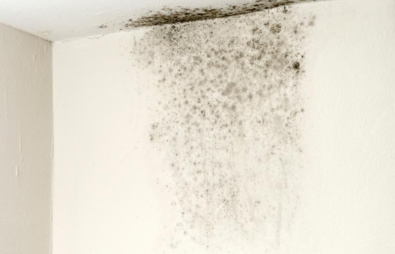 Are There Any Precautions I Should Take When Removing Black Mold From Drywall?