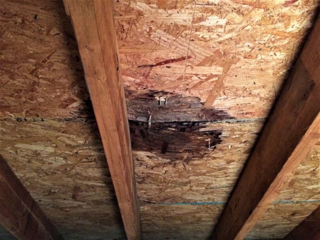 Are There Any Precautions I Should Take When Removing Mold From Attic Plywood?