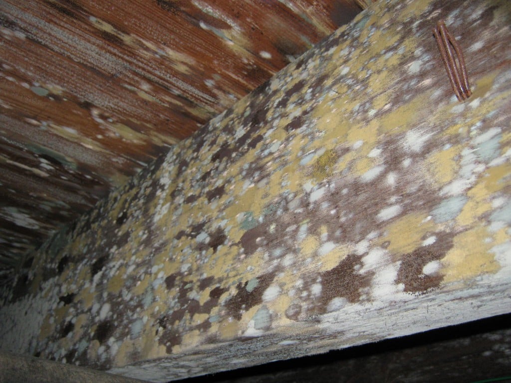 Are There Any Precautions I Should Take When Removing Mold From Attic Plywood?