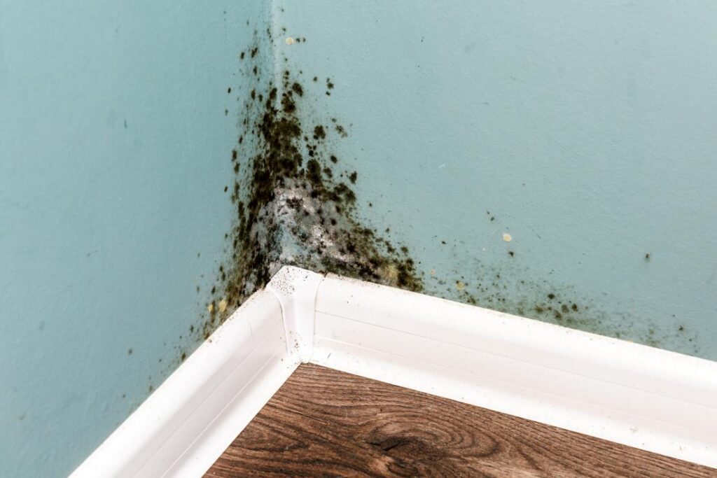 At What Point Is Mold Toxic?