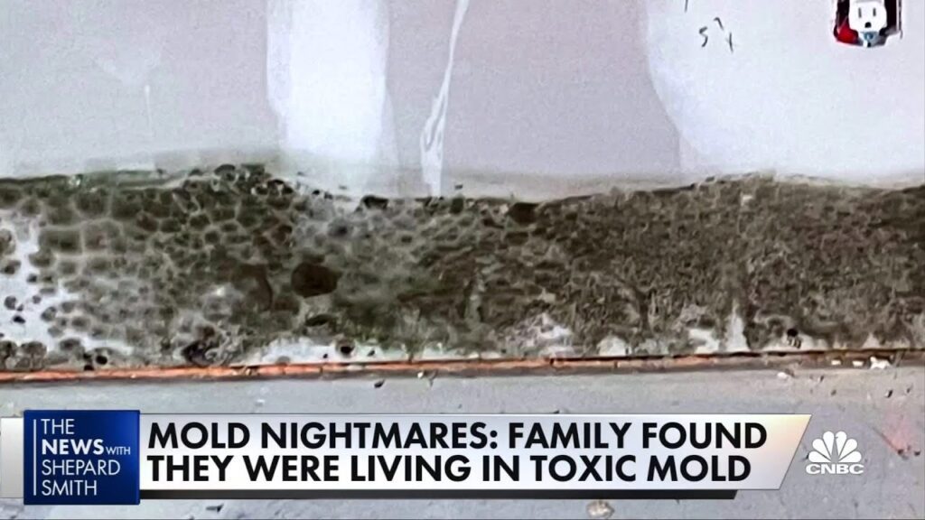 At What Point Is Mold Toxic?