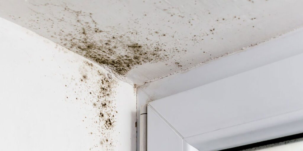 Black Mold Removal From Drywall: How To Tackle The Issue Effectively