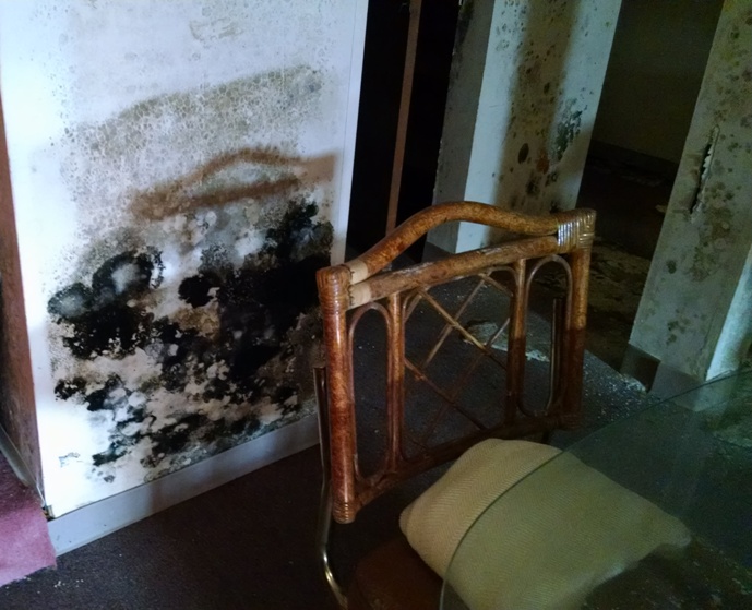 Can A House Be Ruined By Mold?