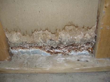 Can A House Be Ruined By Mold?