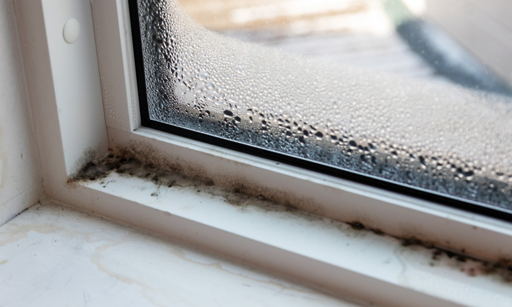 Can Black Mold Be Fully Removed?