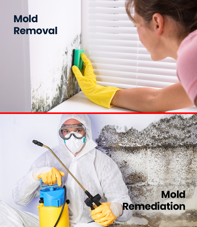 Can I Attempt DIY Mold Removal In San Diego
