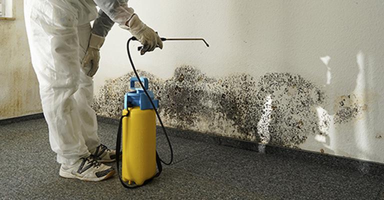 Can I Attempt DIY Mold Removal In San Diego