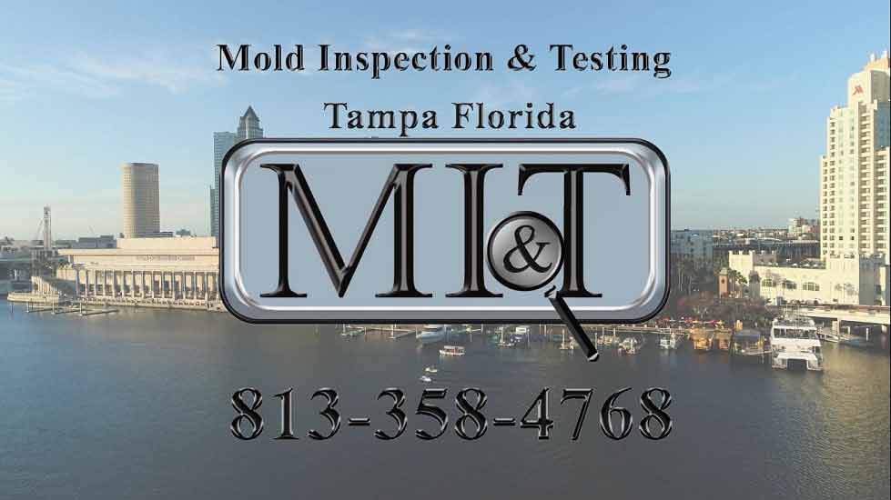 Can I Conduct A DIY Mold Inspection In Tampa Or Should I Hire A Professional?