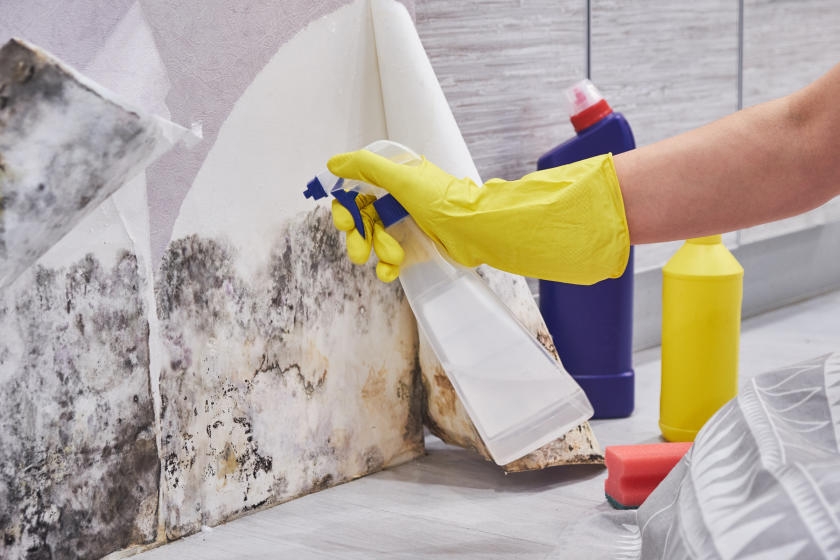 Can I Use Household Cleaners For Removing Black Mold From Drywall?
