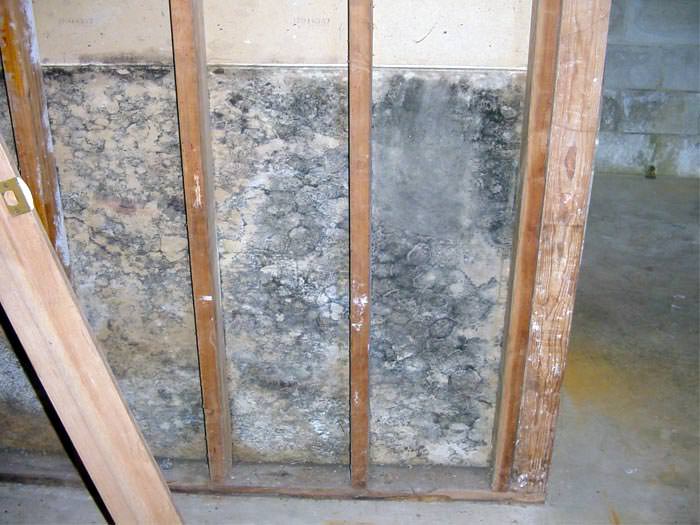 Can Mold Behind Drywall Affect You?
