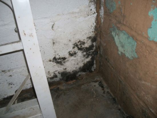 Can You Live In A House With Mold In Basement?