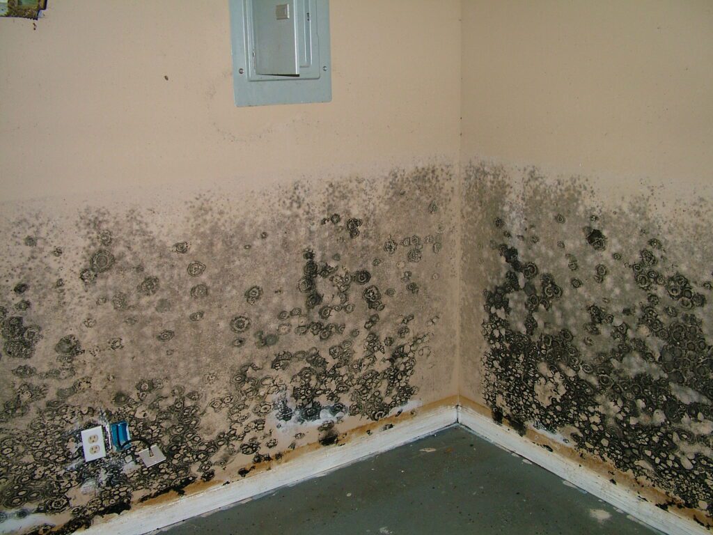 Dealing With Mold Issues In Chicago? Learn How To Get Effective Mold Removal
