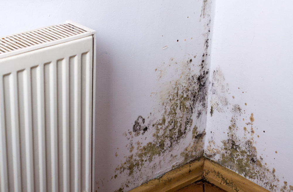 Do Dehumidifiers Help With Mold?