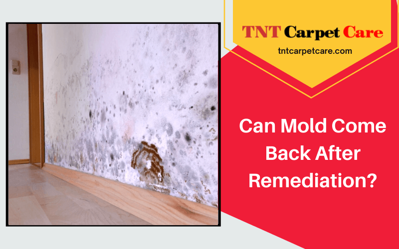 Does Mold Come Back After Remediation?