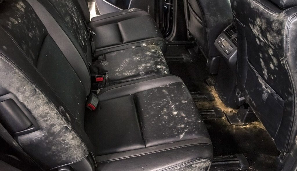Does The Severity Of Mold Growth Impact The Car Detailing Mold Removal Cost?
