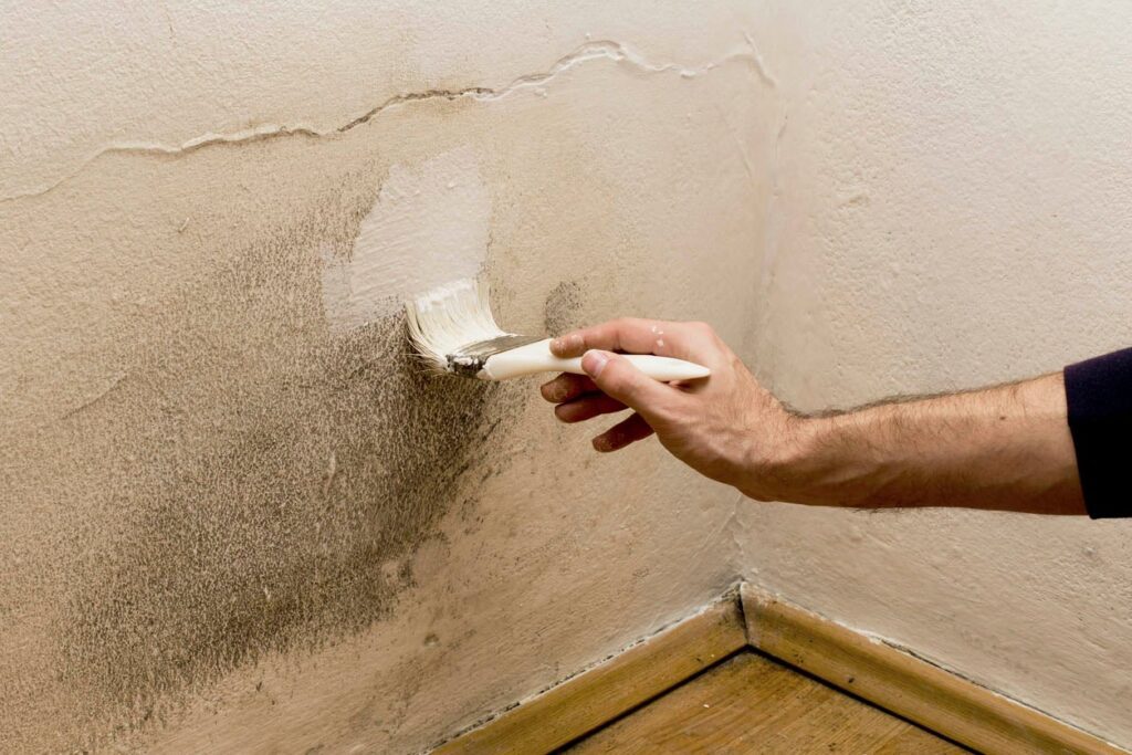How Can I Prevent Black Mold Growth On Drywall In The Future?