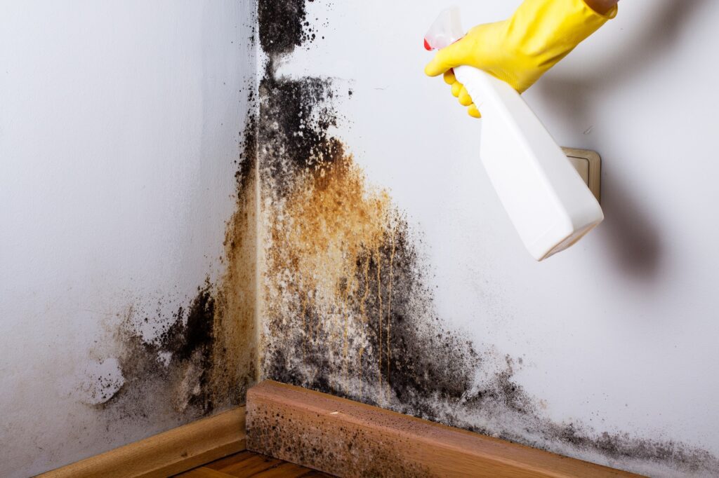 How Can I Prevent Mold From Coming Back After Removal In Houston