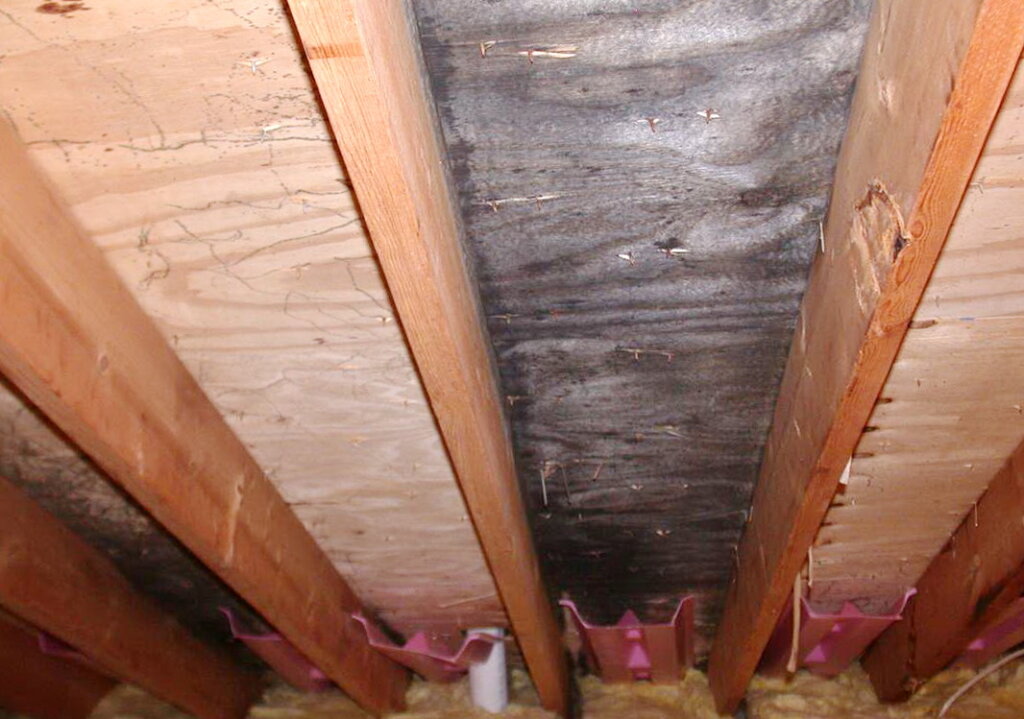 How Can I Prevent Mold From Returning On Attic Plywood After Removal?