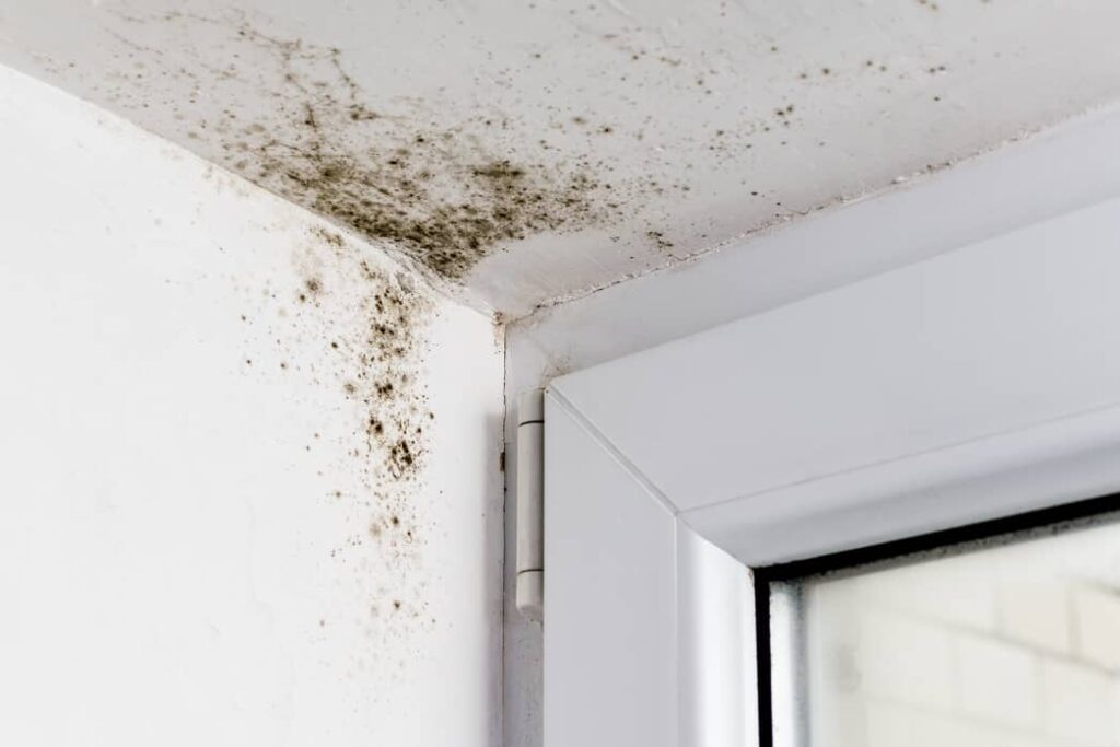 How Do You Check For Mold Behind Walls?