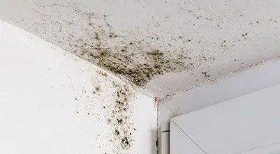 How Do You Know If Your House Has Mold In The Walls?