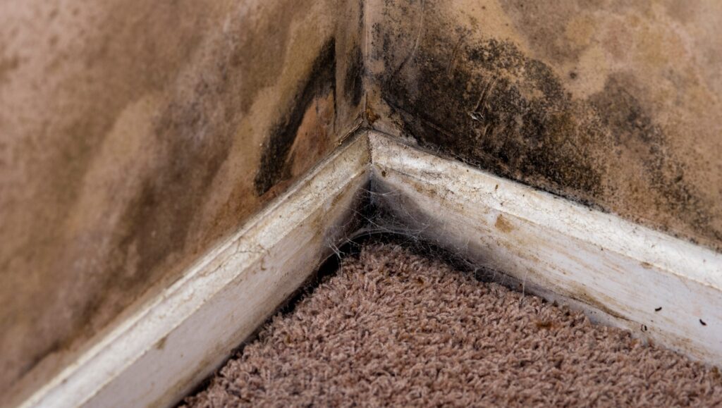 How Do You Know If Your House Is Full Of Mold?