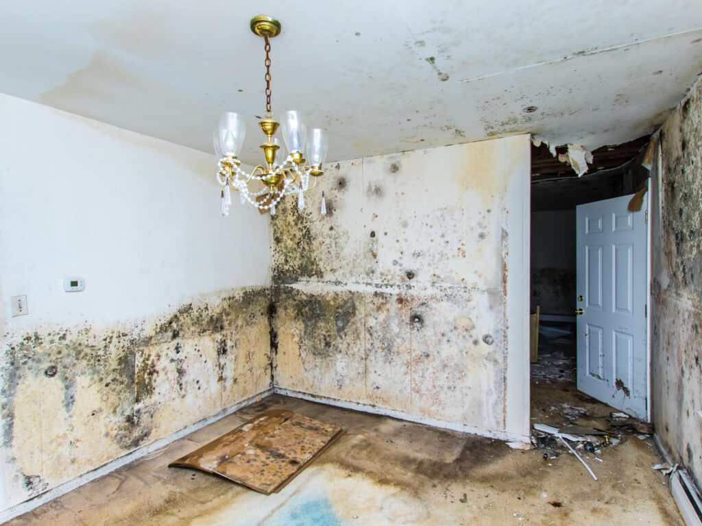 How Do You Know If Your House Is Full Of Mold?