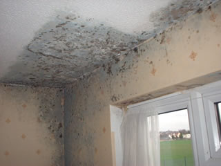 How Does Mold Remediation Affect Home Value?
