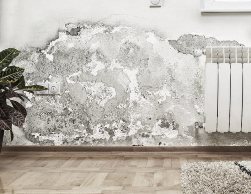 How Fast Does Mold Spread On Drywall?
