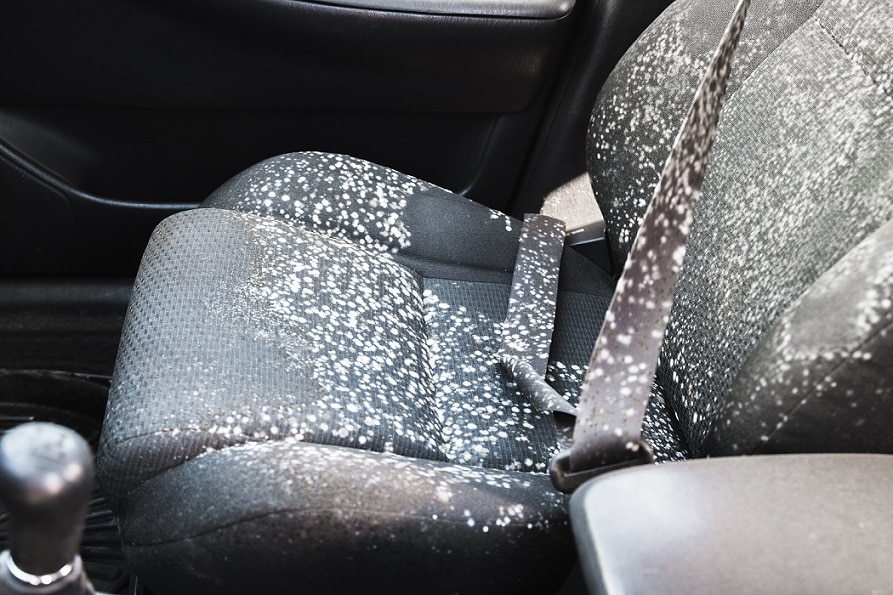 How Often Should I Use The Best Mold Remover For Car Interior?