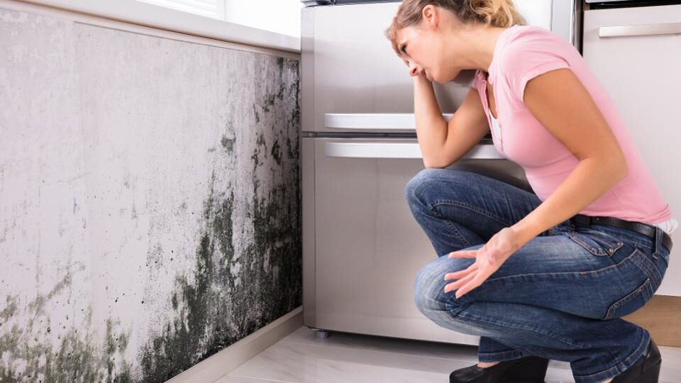 Is Mold Removal In Garland Covered By Homeowners Insurance?