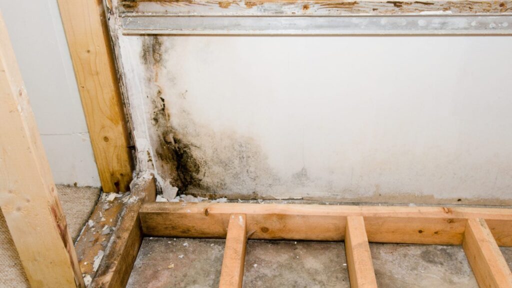 Is Mold Removal In Phoenix Covered By Homeowners Insurance?