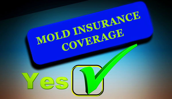 Is Mold Removal In Phoenix Covered By Homeowners Insurance?