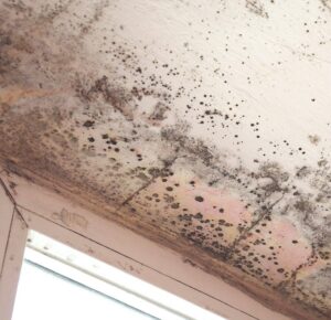 Is Mold Removal In San Diego Covered By Homeowners Insurance?