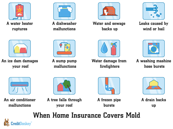 Is Mold Removal In San Diego Covered By Homeowners Insurance?