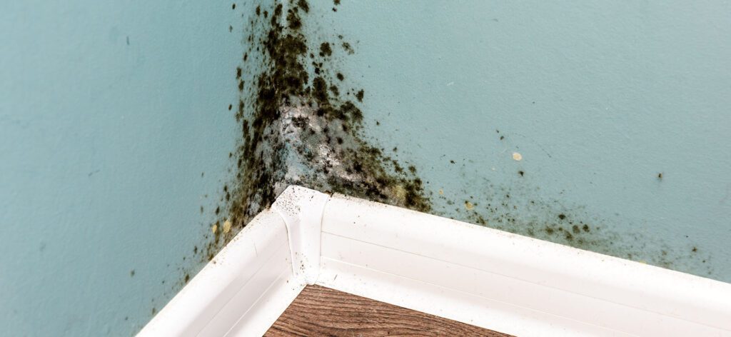 Is Professional Mold Removal Necessary For Roswell GA Properties?