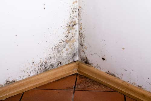 Mold Remediation Wake Forest