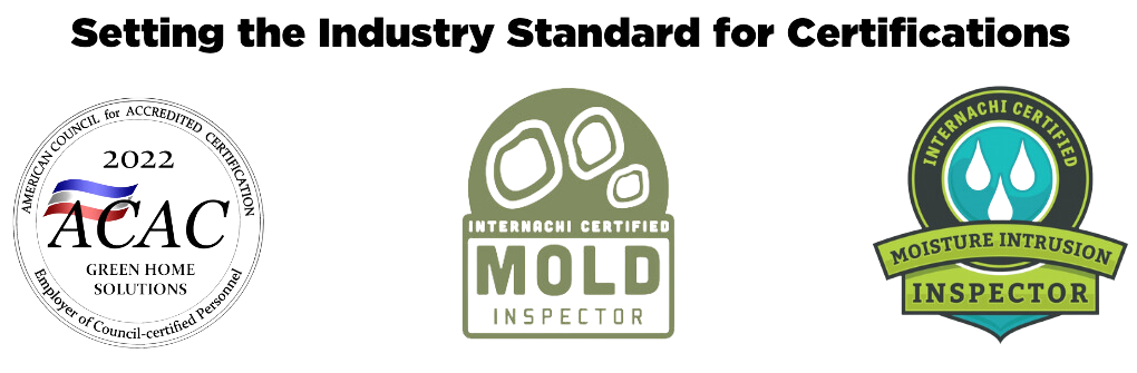 Mold Removal Chicago: Professional Solutions For A Mold-Free Environment