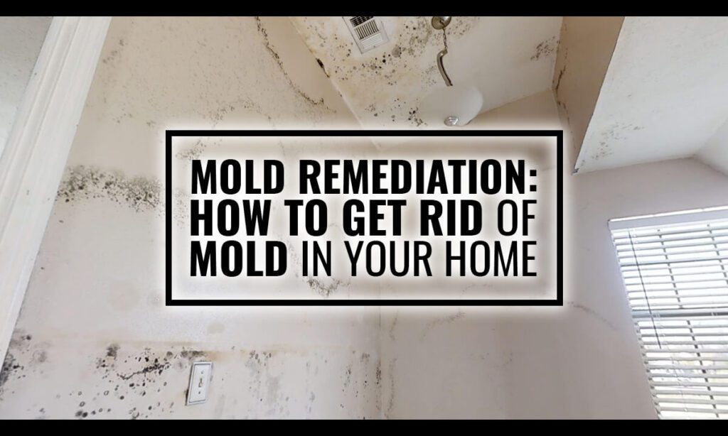 Mold Removal Garland: Safeguarding Your Home From Mold Infestations