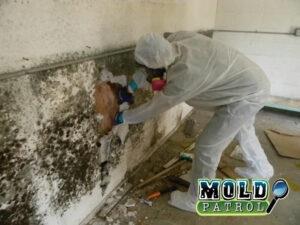 Mold Removal Greensboro: Ensuring A Mold-Free Living Environment
