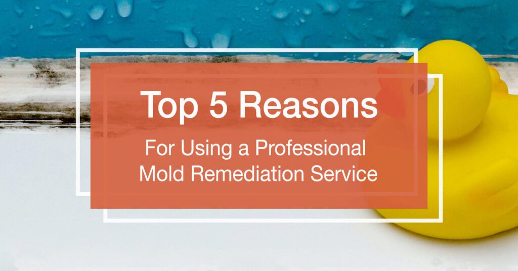 Mold Removal Houston: Why Professional Remediation Is A Smart Choice