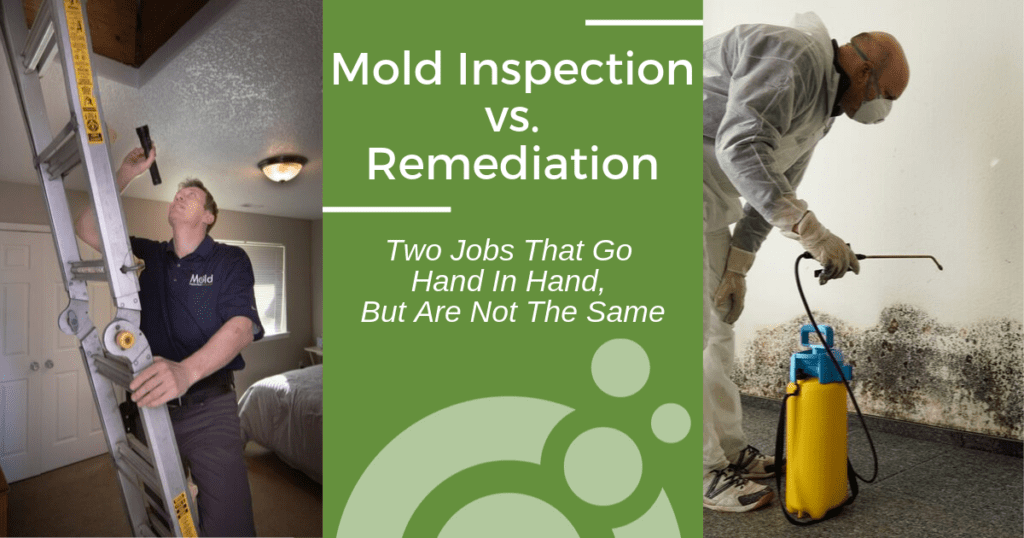 Mold Removal Houston: Why Professional Remediation Is A Smart Choice