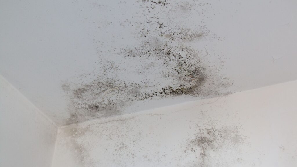Mold Removal Orlando: How To Safeguard Your Home From Mold Infestations