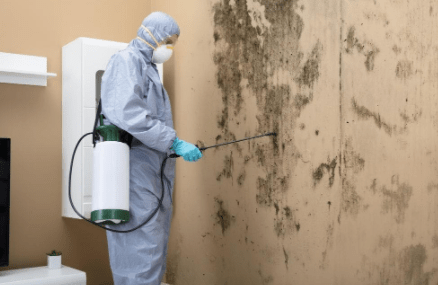 Mold Removal Orlando: Where Can I Find Trusted Mold Remediation Services?