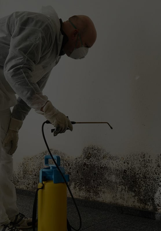 Mold Removal Sacramento: Ensuring A Clean And Healthy Living Space
